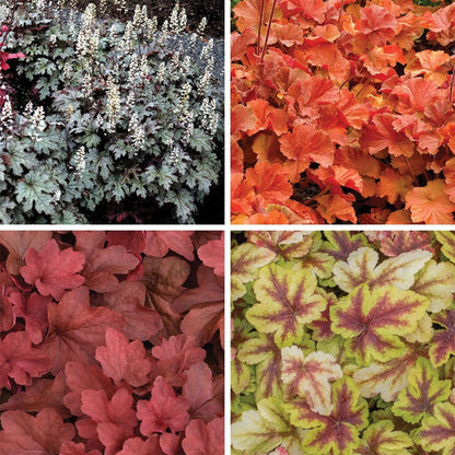 Radiant Glow Coral Bells Collection