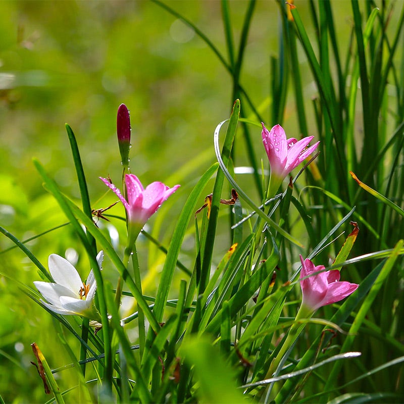 Rain Lily Mix, Fairy Lily, Zephyranthes
