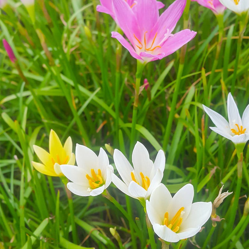 white rain lily plant Rain Lily Mix