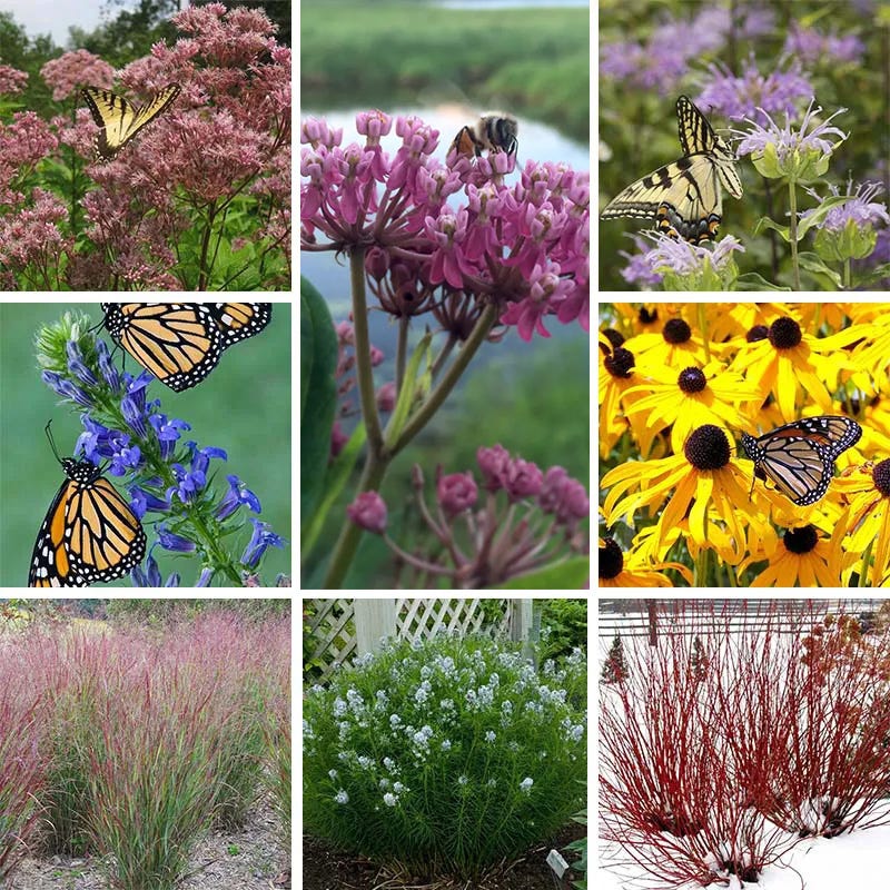 Rain Resilience Native Pre-Planned Garden