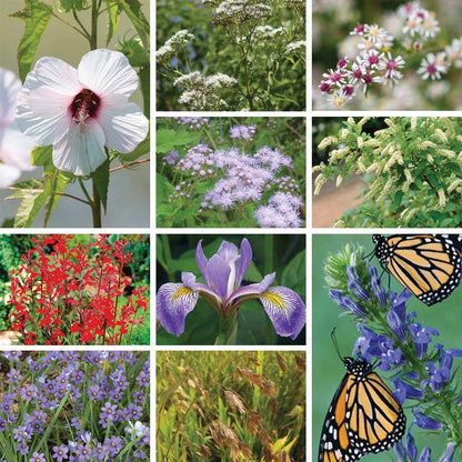 Rain Resilience Southeast Native Pre-Planned Garden