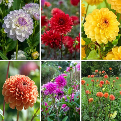 Rainbow Dahlia Collection
