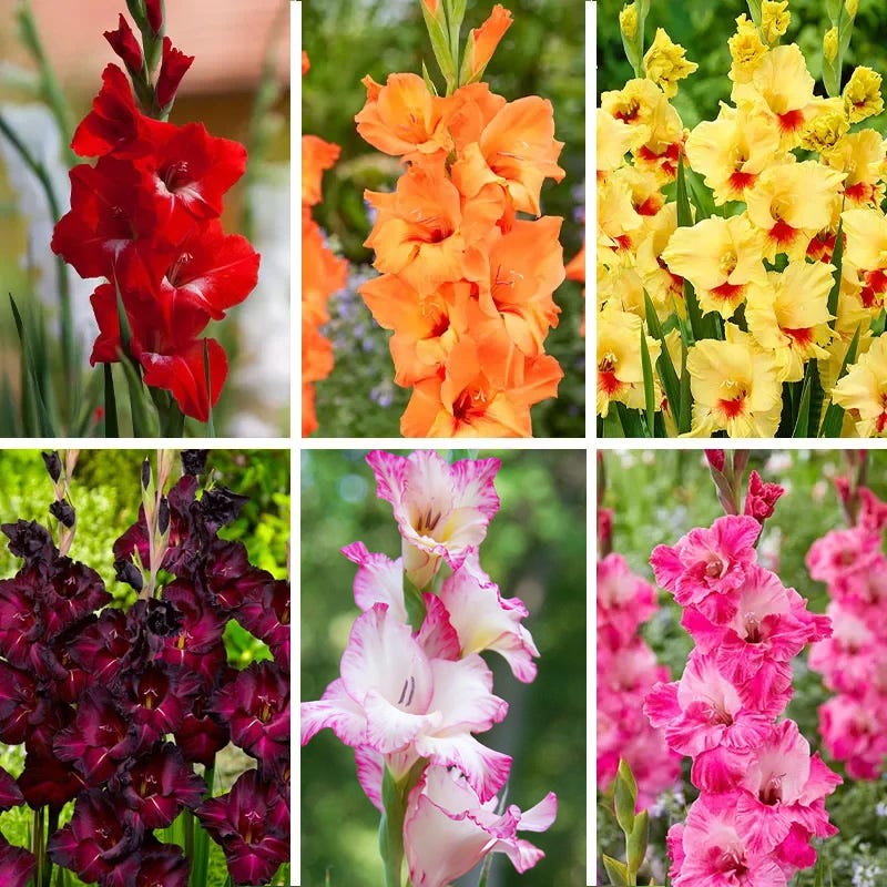 Rainbow Gladiolus Collection