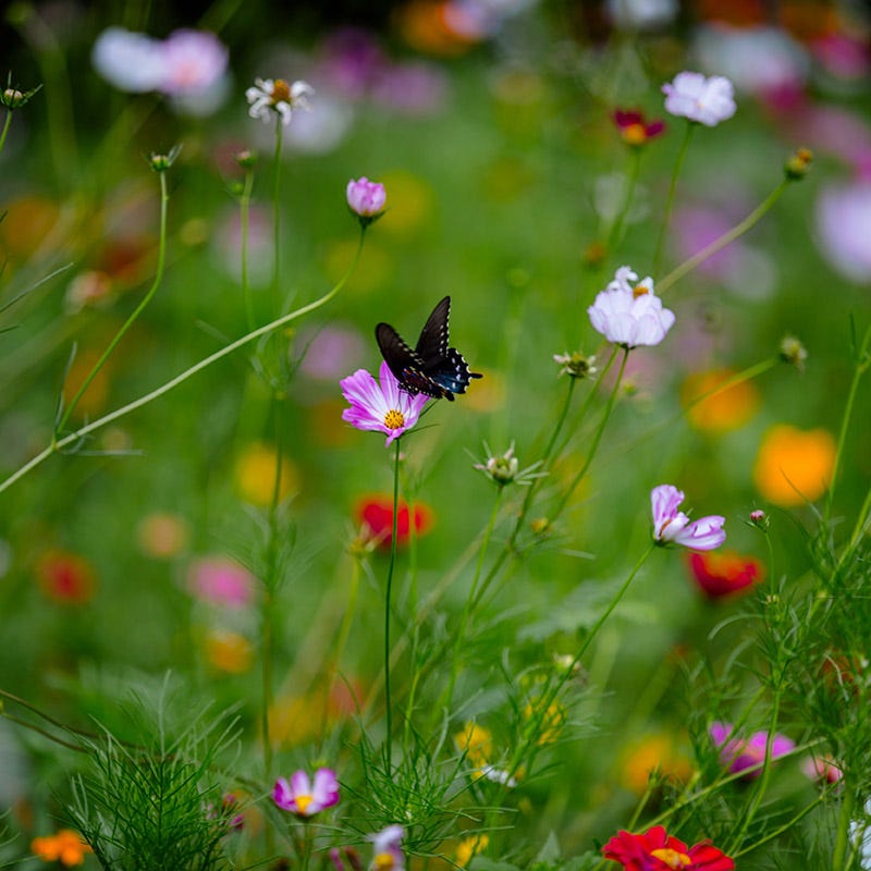 Radiant Rainbow Wildflower Seed Patchwork
