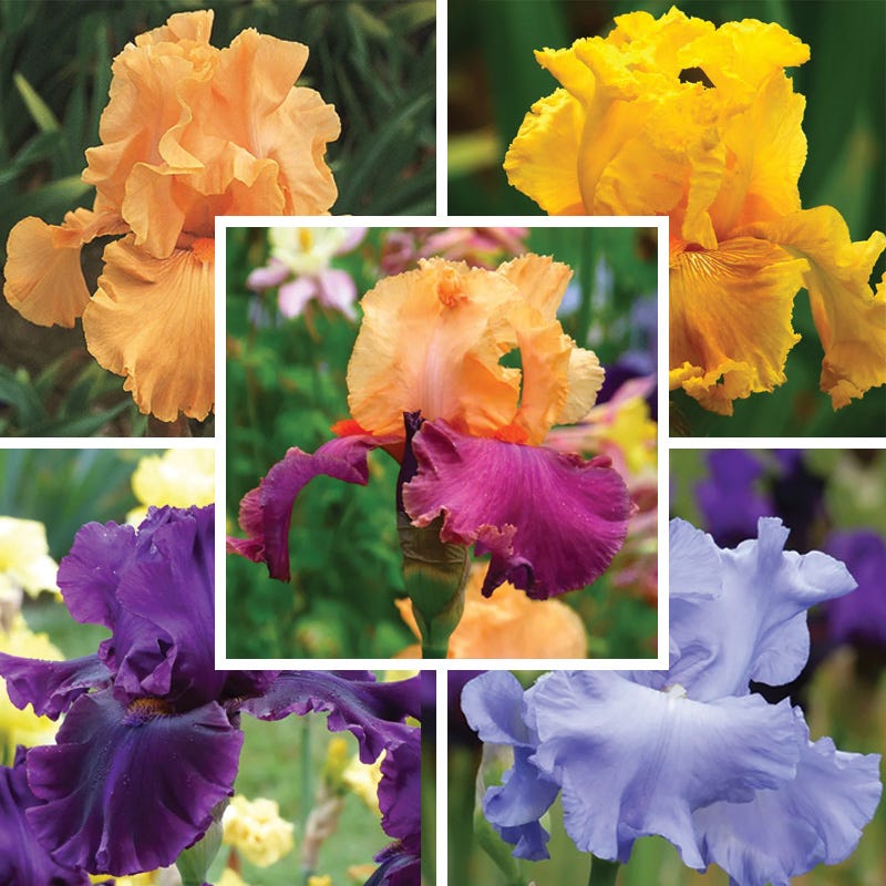 Rainbow Bearded Iris Collection