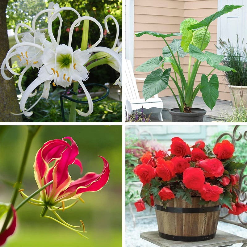 Rainforest Retreat Bulb Collection