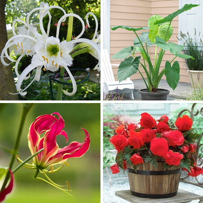 Rainforest Retreat Bulb Collection