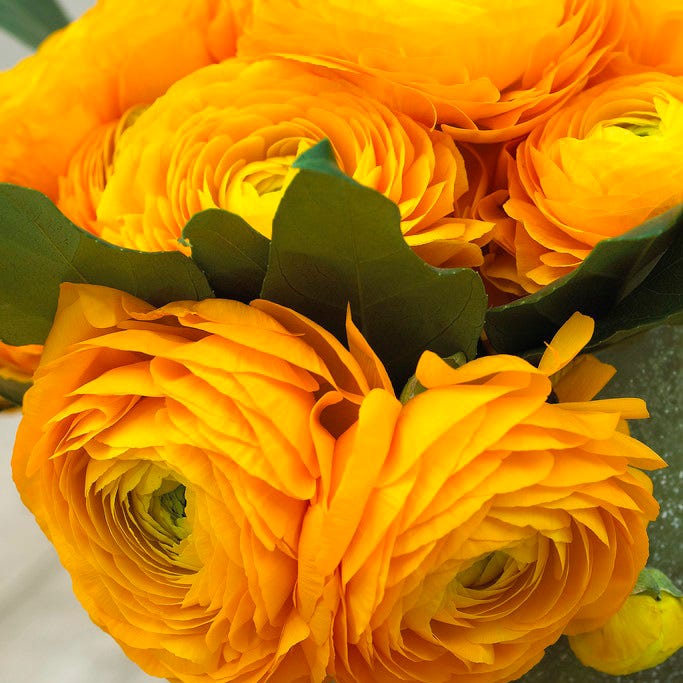 Tecolote Gold Ranunculus