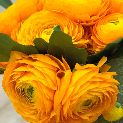 Tecolote Gold Ranunculus