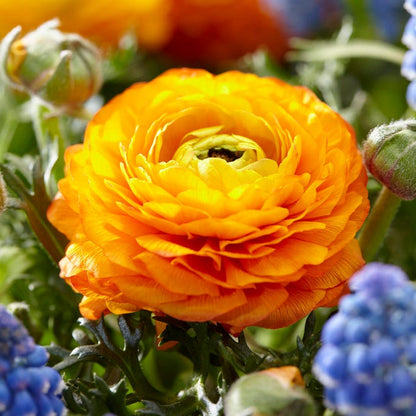 Tecolote Gold Ranunculus