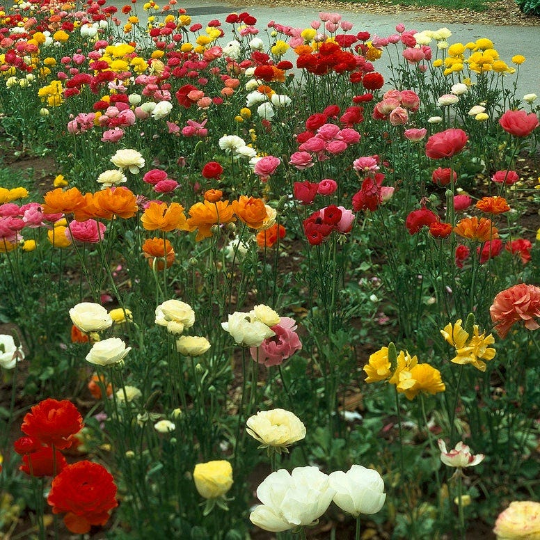 Tecoye Ranunculus Spring Planted Tecolote Ranunculus Mix | American Meadows