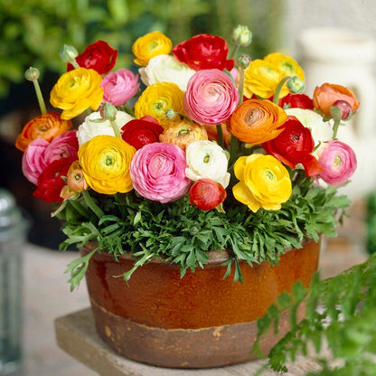 Tecolote Ranunculus Mix