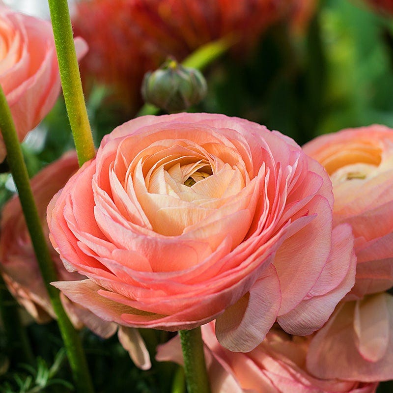 Tecolote Salmon Ranunculus - Thumbnail 2