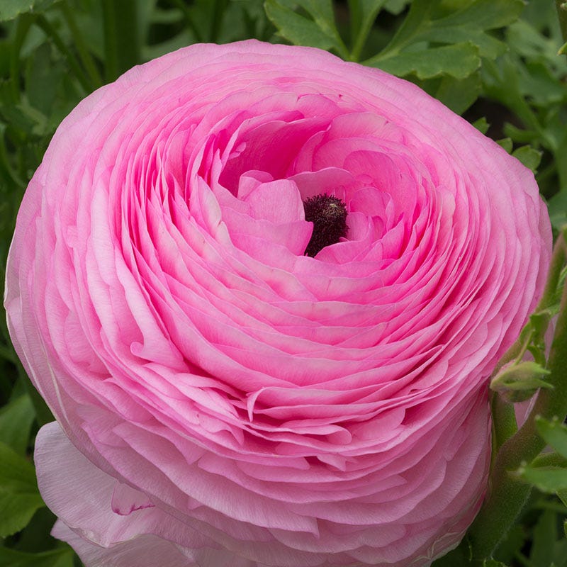 Pink Ranunculus Blue Pink Ranunculus Bulbs - Fall Planting for Spring Flowers | Order Now