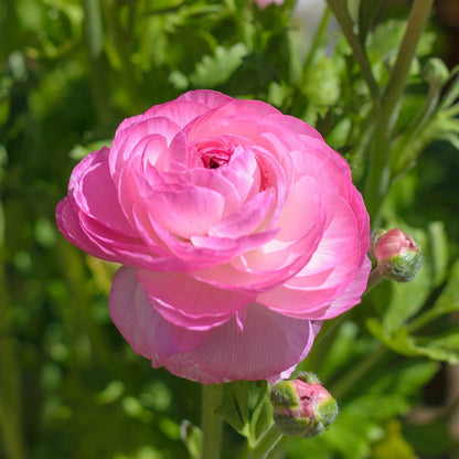 Tecolote Pink Ranunculus