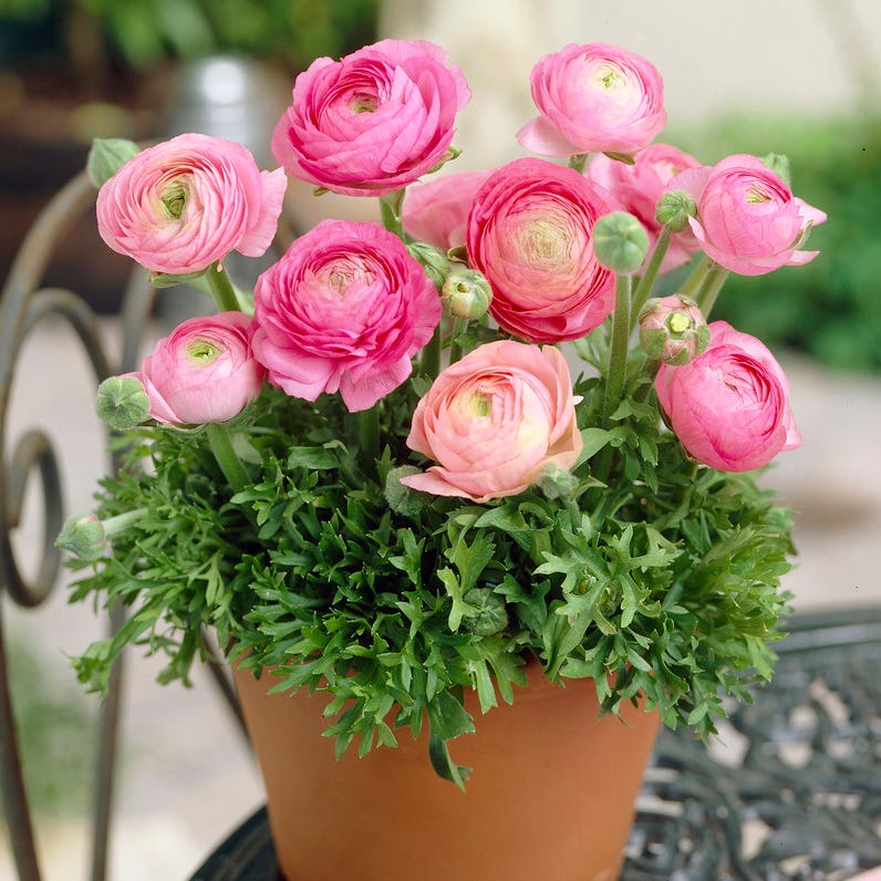 Tecolote Pink Ranunculus