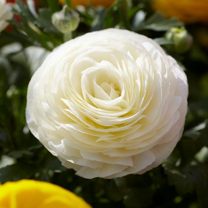 Tecolote White Ranunculus