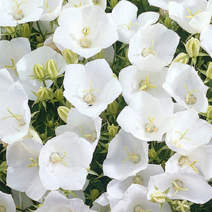 Blushing Cottage Garden Plant Collection