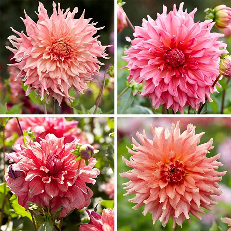 Raspberry Apricot Dinner Plate Dahlia Collection