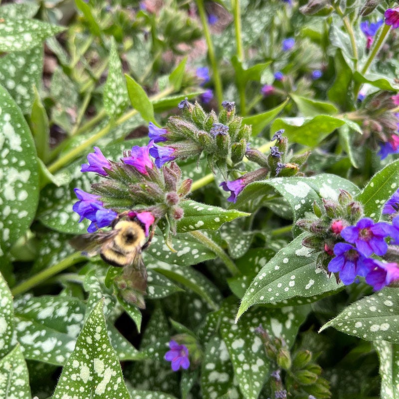 Raspberry Splash Lungwort