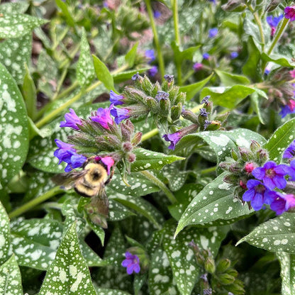 Raspberry Splash Lungwort