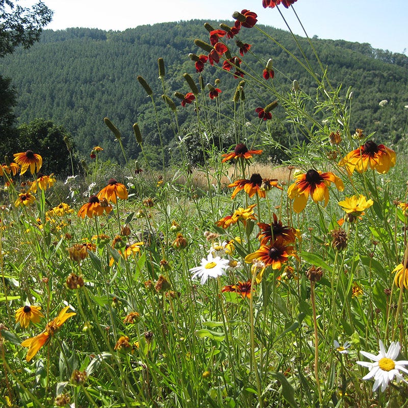 Southwest Wildflower Seed Mix