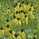Grey Headed Coneflower Seeds|Yellow Grey Headed Coneflower Seeds, Ratibida pinnata, Grey Headed Coneflower