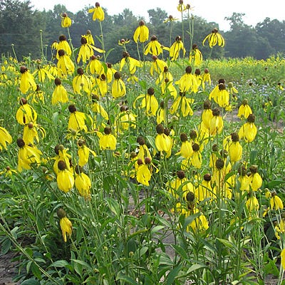 Grey Headed Coneflower Seeds