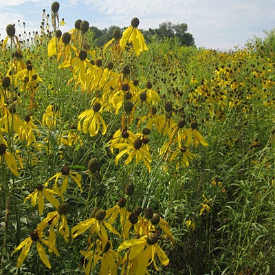Grey Headed Coneflower Seeds