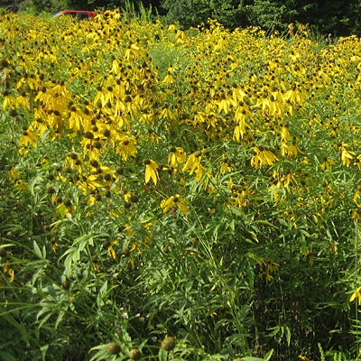 Grey Headed Coneflower Seeds