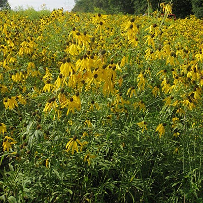 Grey Headed Coneflower Seeds