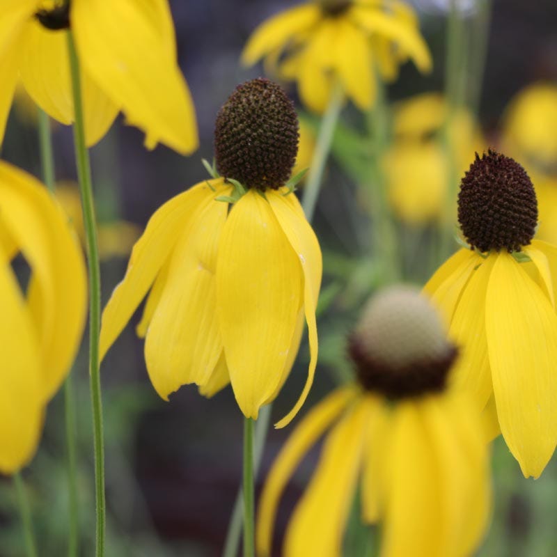 Grey Headed Coneflower Seeds