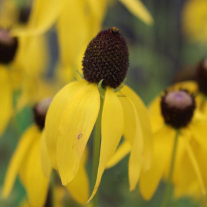 Grey Headed Coneflower Seeds