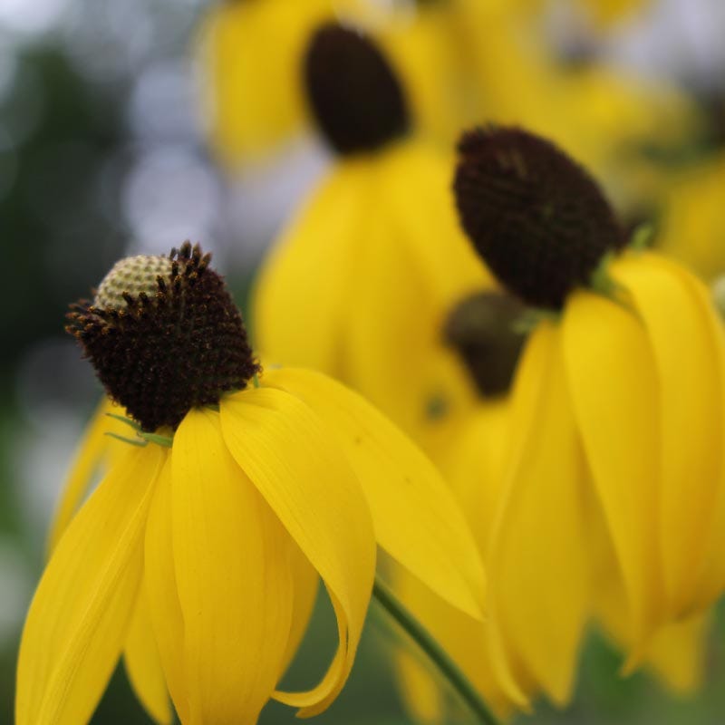 Grey Headed Coneflower Seeds