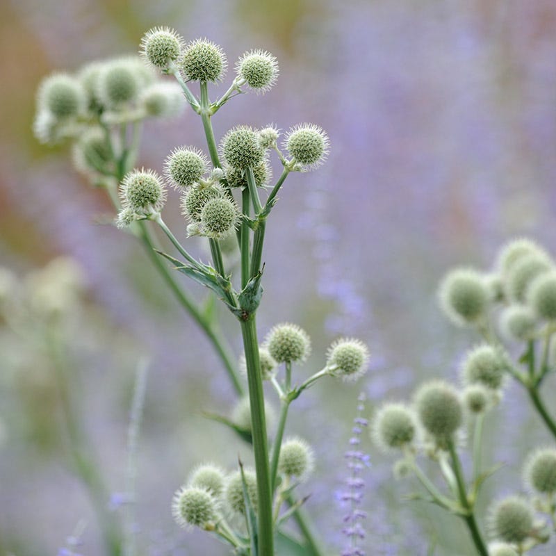 Rattlesnake Master