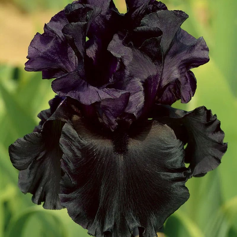 Midnight Gold Bearded Iris Collection