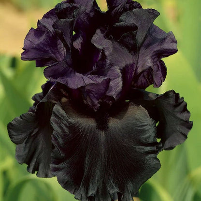Midnight Gold Bearded Iris Collection