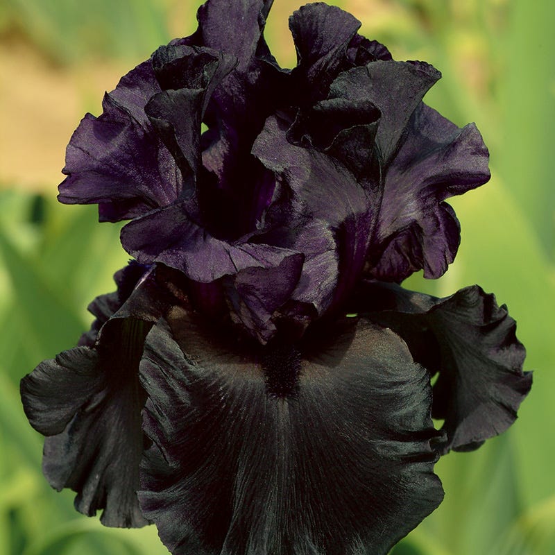 Gothic Spring Bearded Iris Collection