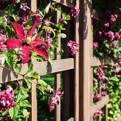 Rebecca™ Clematis Vine
