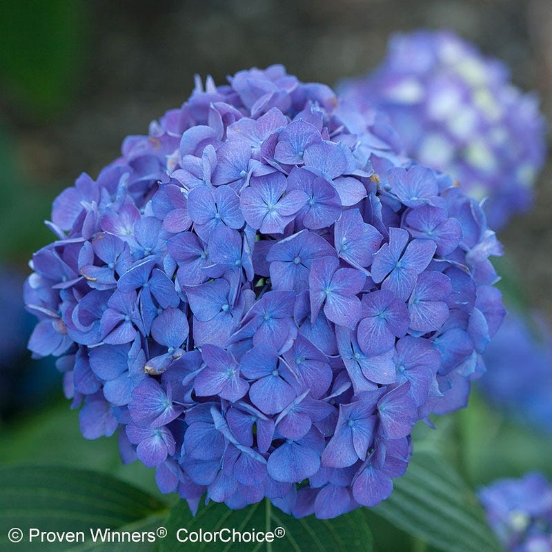 Let's Dance® Rave® Reblooming Hydrangea