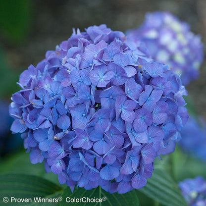 Let's Dance® Rave® Reblooming Hydrangea