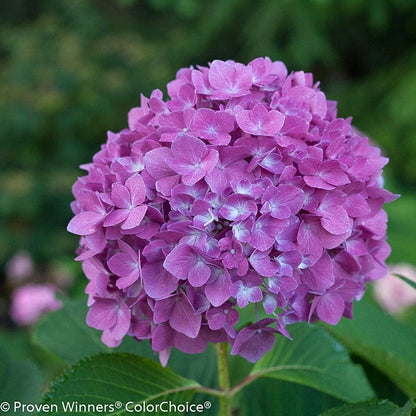 Let's Dance® Rave® Reblooming Hydrangea