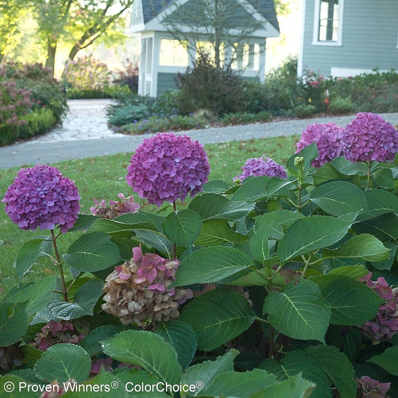 Let's Dance® Rave® Reblooming Hydrangea