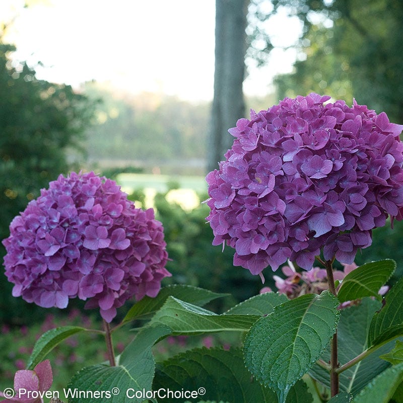 Let's Dance® Rave® Reblooming Hydrangea