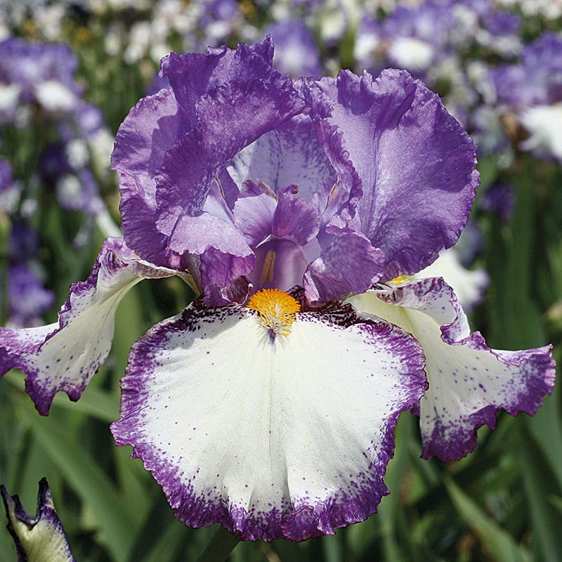 Repeat Performance Bearded Iris Collection