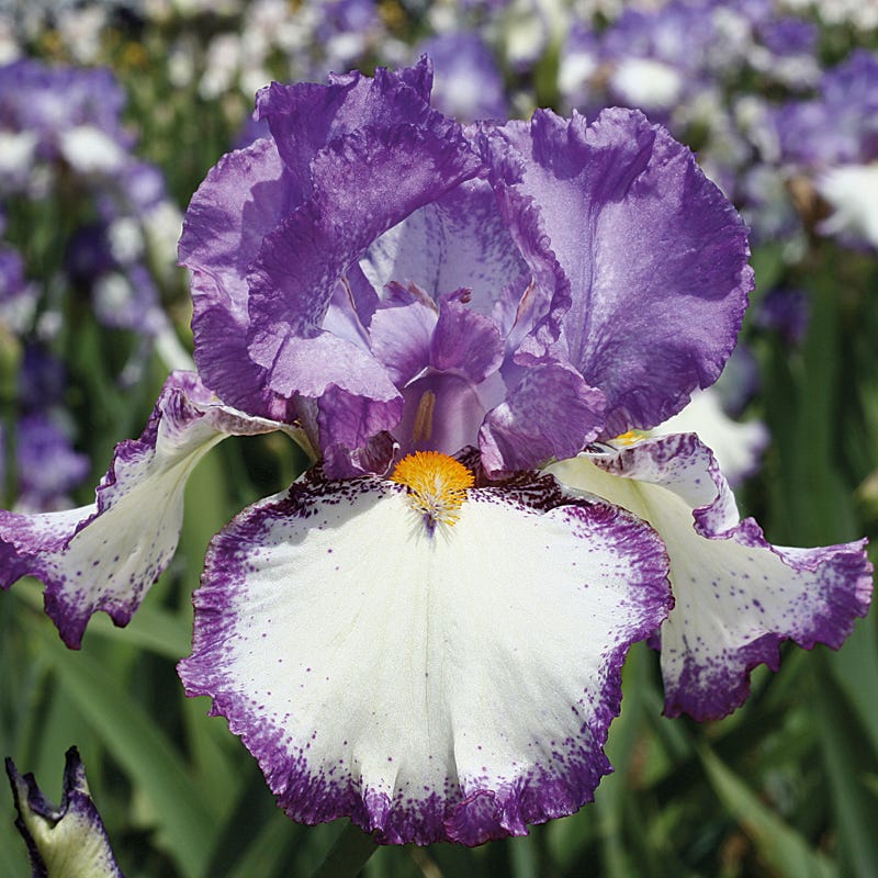 Swept Off My Feet Reblooming Bearded Iris