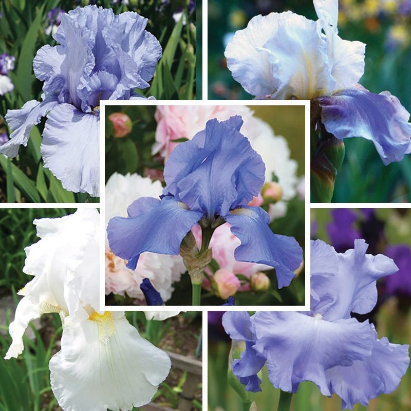 Reblooming Bearded Iris Collection