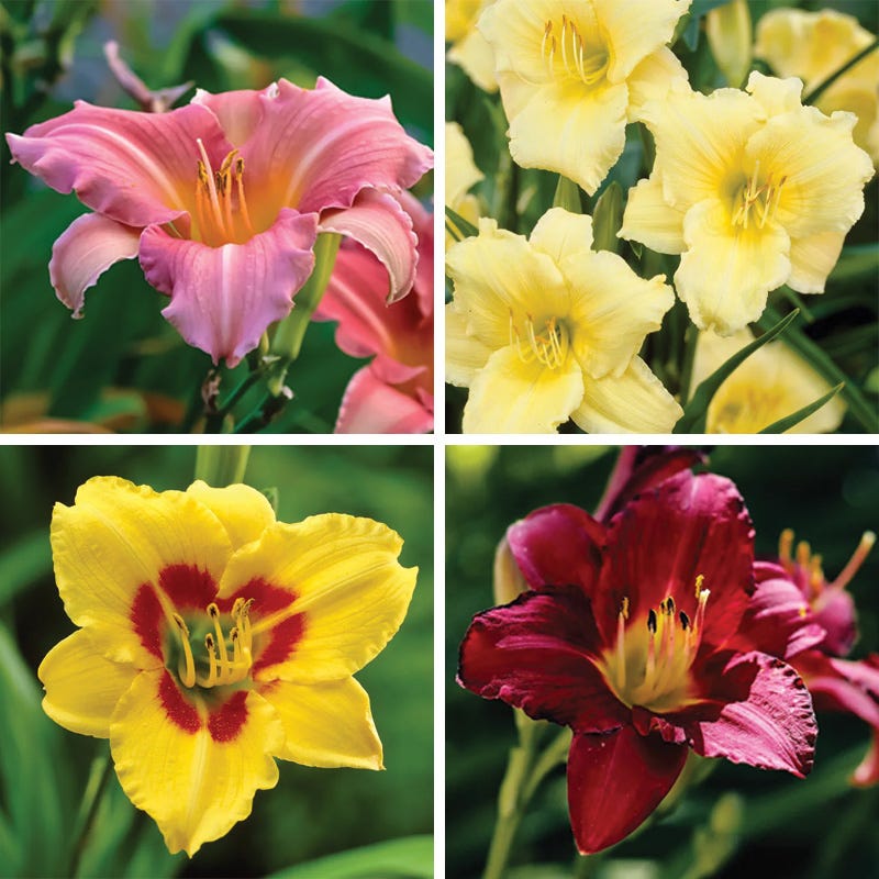 Reblooming Daylily Collection