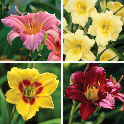 Reblooming Daylily Collection