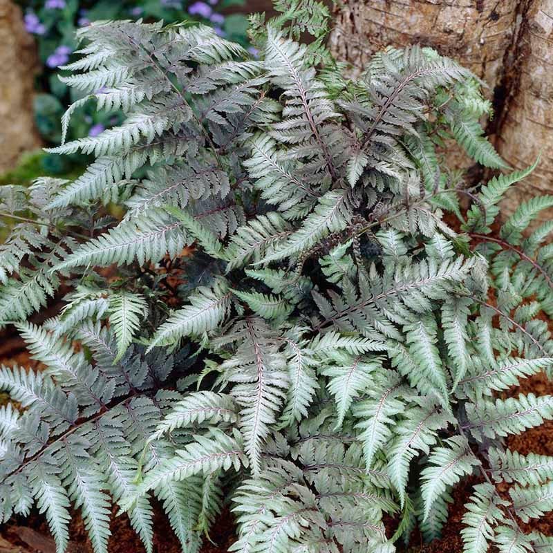 Stormy Shade Low Grow Plant Collection - Thumbnail 5